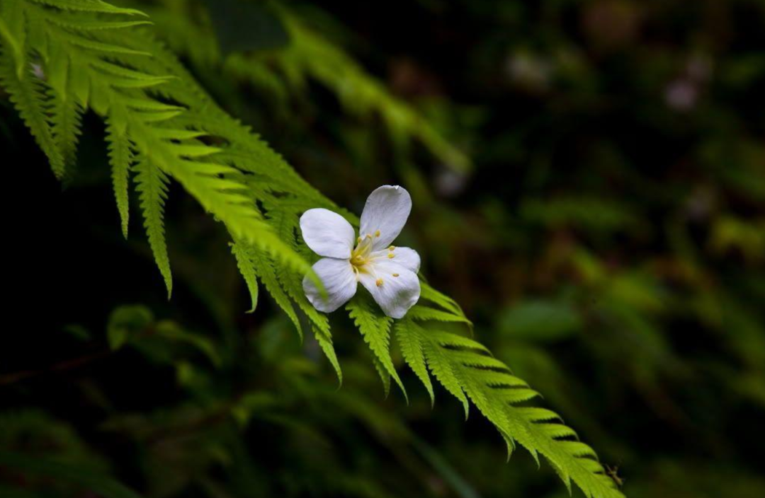 关于桐花优美古诗（十二首桐花的优美诗词）