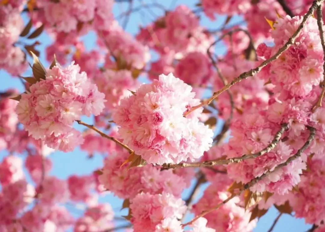 形容樱花优美古诗（10首描写樱花的诗词）