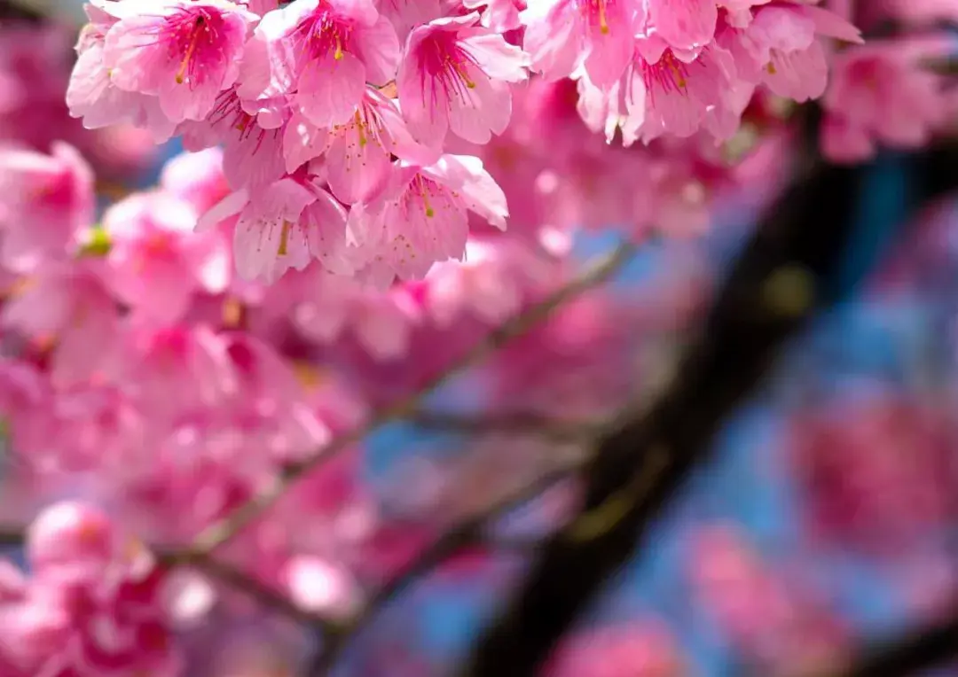 形容樱花优美古诗（10首描写樱花的诗词）