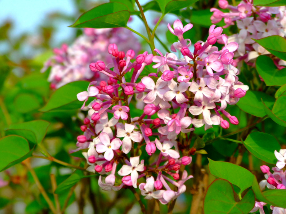 丁香花优美古诗有哪些（十首丁香花的古诗词）