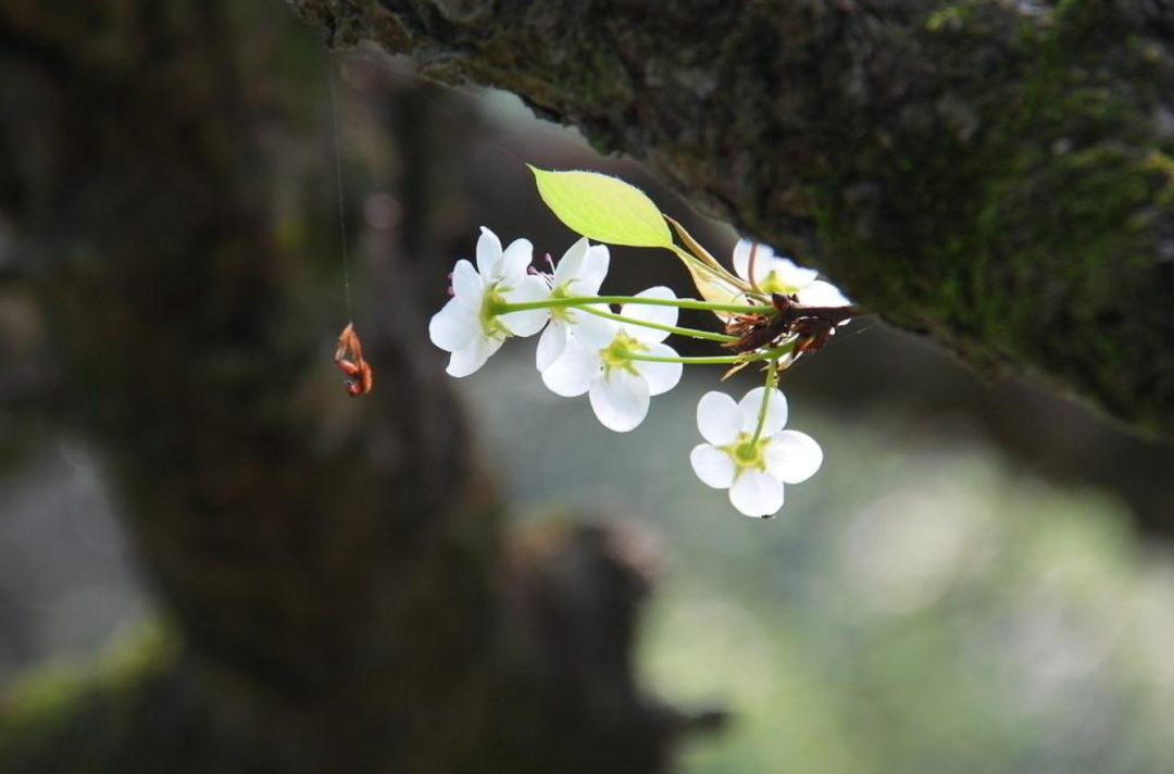 梨花优美的诗词名句（10首梨花的优美诗词）