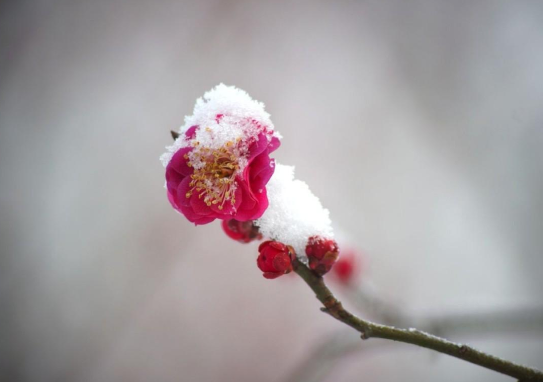 描写春雪的唯美诗词名句（十首春雪的唯美诗词）