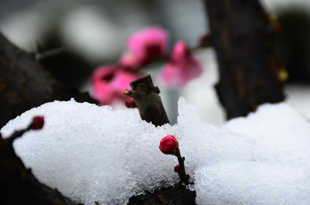 描写春雪的唯美诗词名句（十首春雪的唯美诗词）