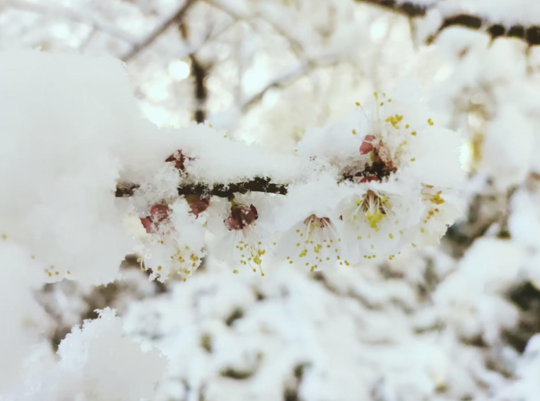 描写春雪的唯美诗词名句（十首春雪的唯美诗词）