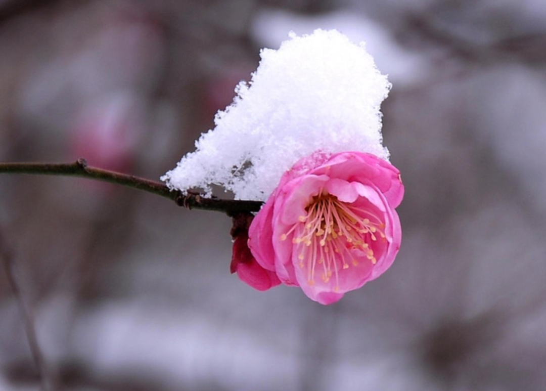 描写春雪的唯美诗词名句（十首春雪的唯美诗词）