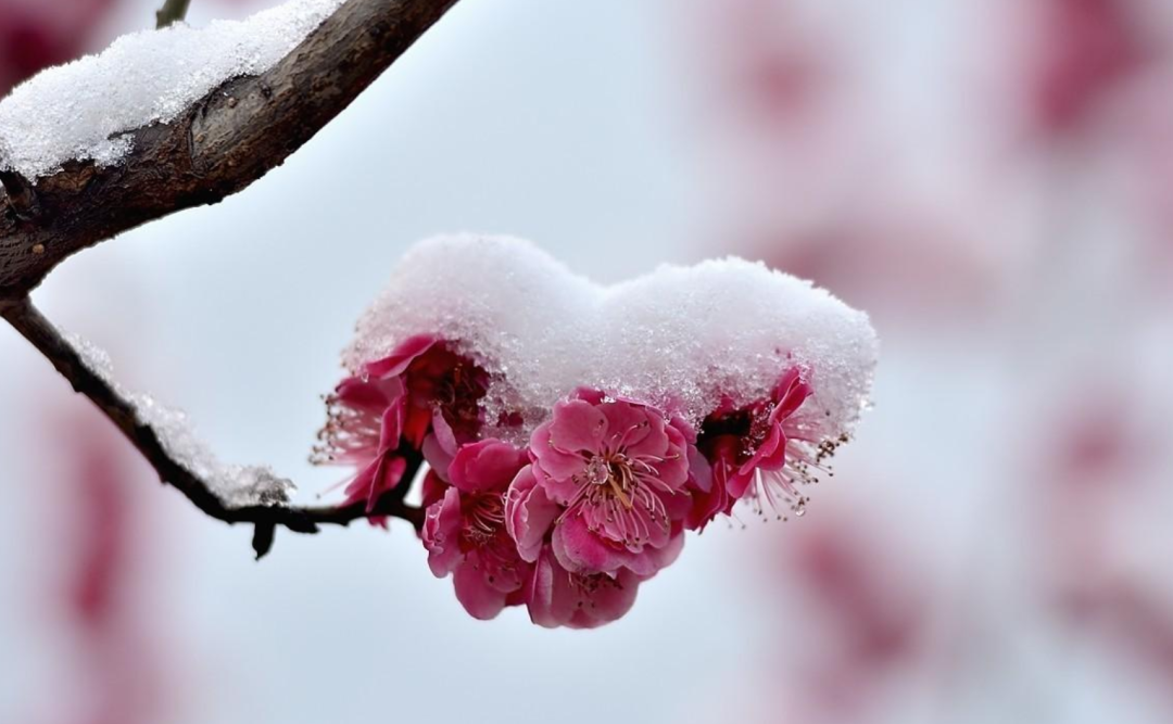 描写春雪的唯美诗词名句（十首春雪的唯美诗词）