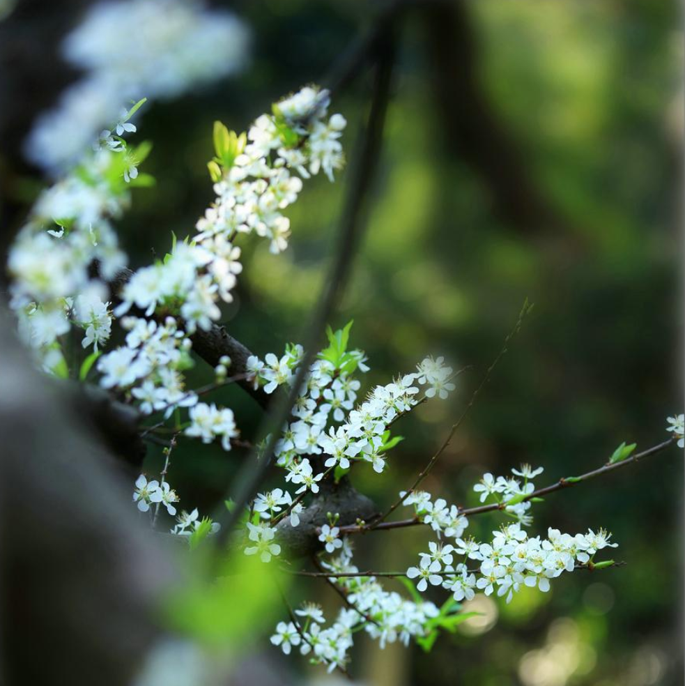 素雅清新，花团锦簇（有关十首李花的唯美诗词）