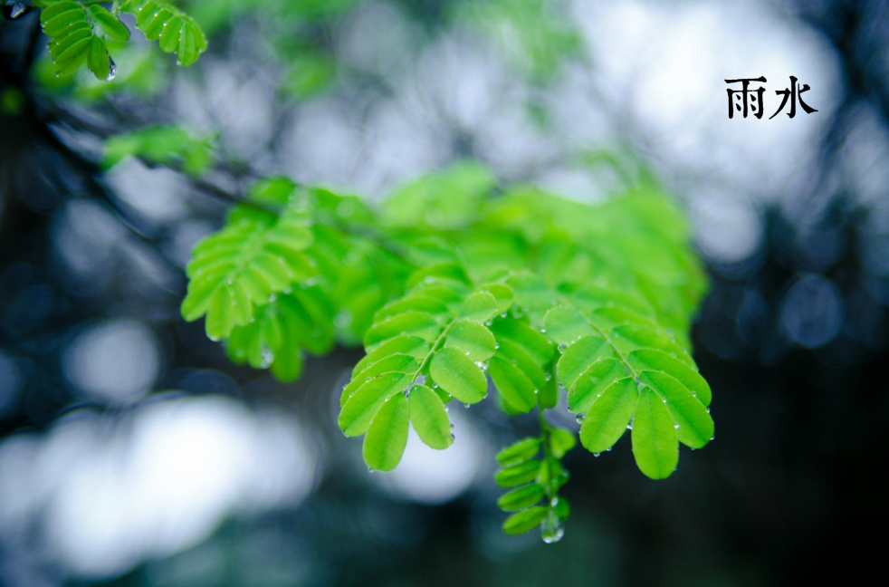 春雨诗词名句大全（十首春雨唯美诗词）