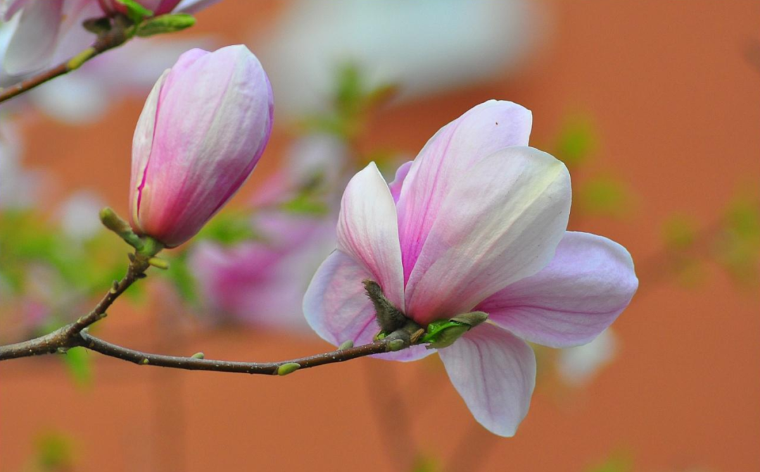 春暖花开，春意荡漾（十首立春的经典诗词）