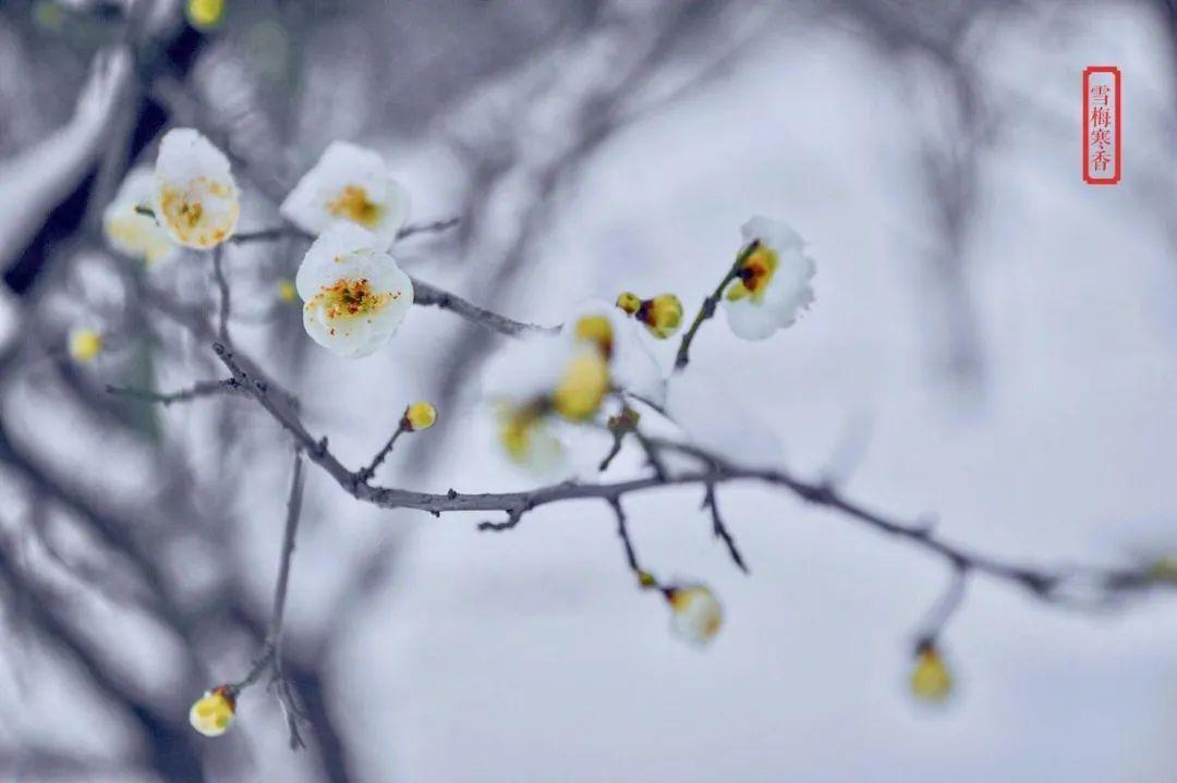 踏雪探梅时，静待故人归（十首探梅的诗词鉴赏）