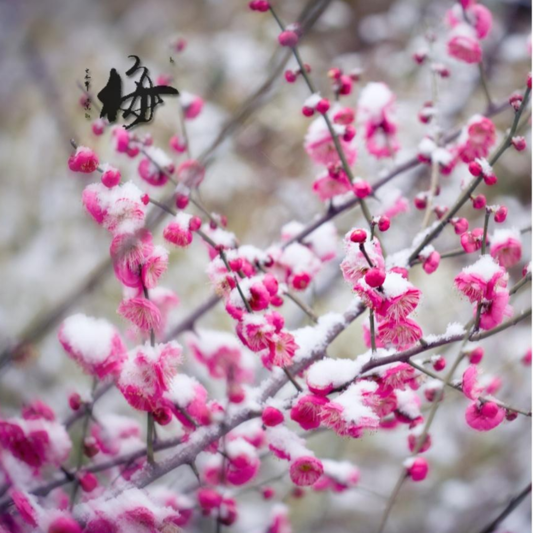 踏雪探梅时，静待故人归（十首探梅的诗词鉴赏）