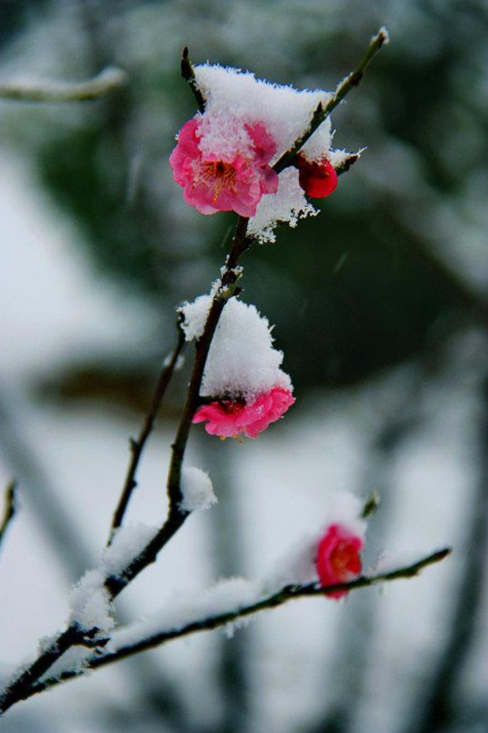 踏雪探梅时，静待故人归（十首探梅的诗词鉴赏）