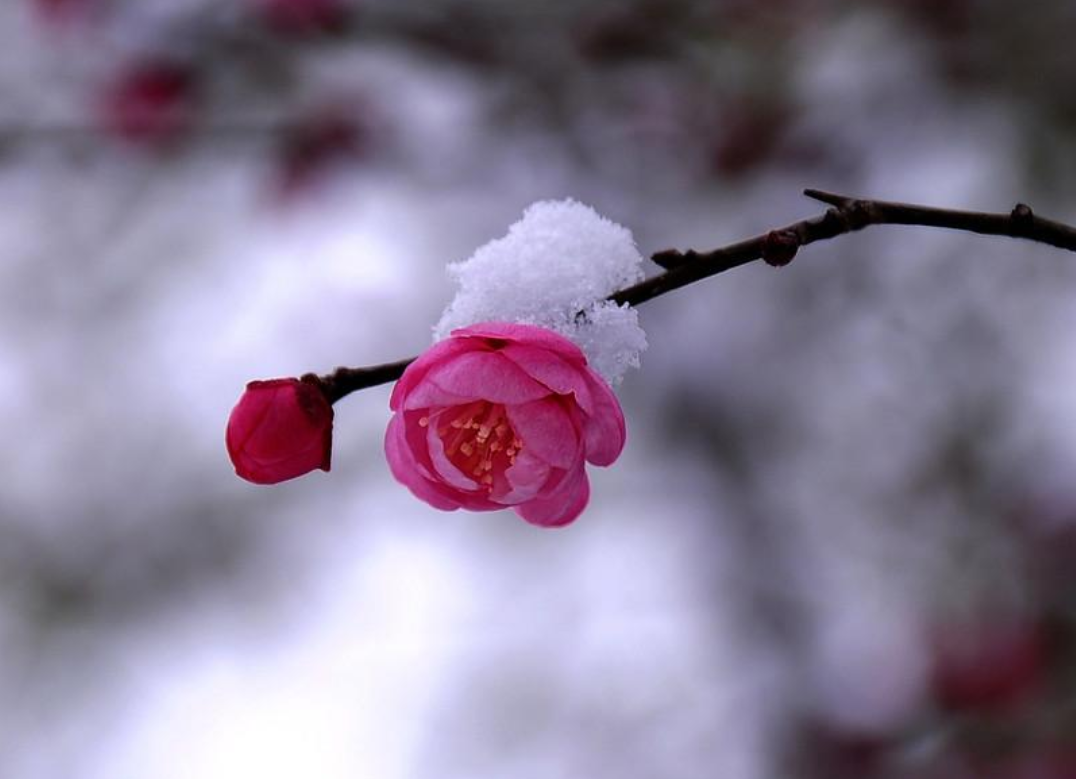 踏雪探梅时，静待故人归（十首探梅的诗词鉴赏）