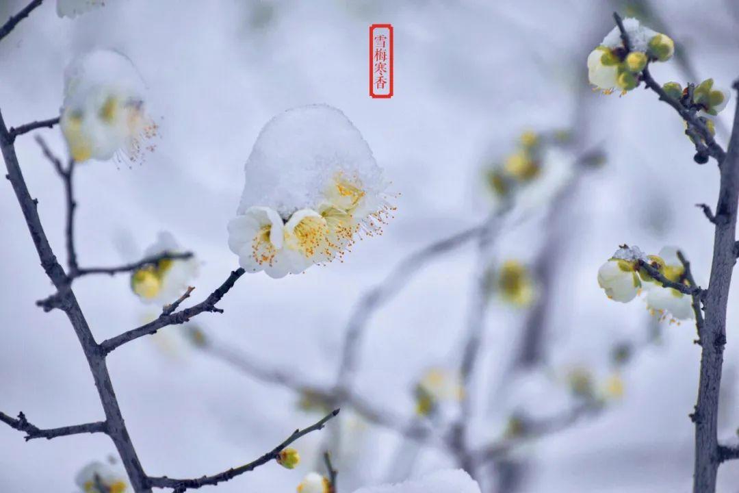 踏雪探梅时，静待故人归（十首探梅的诗词鉴赏）