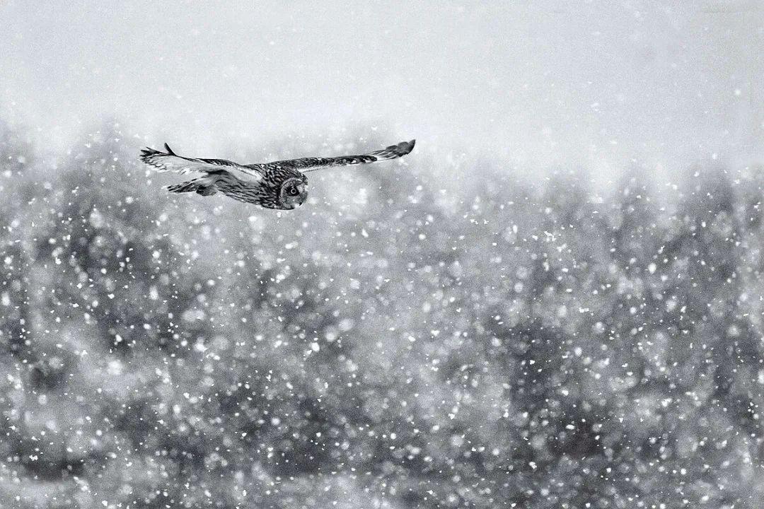 听雪诗词名句摘抄（十首听雪经典诗词）