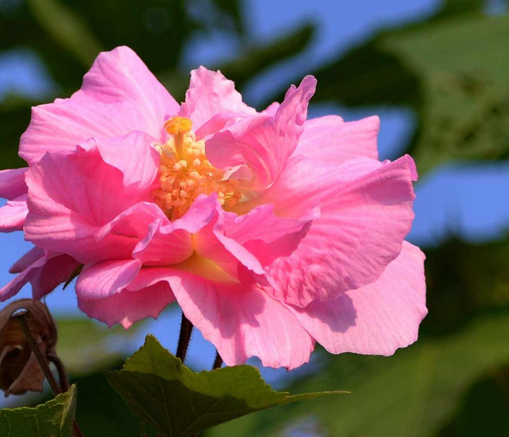 咏芙蓉花经典诗词大全（十首芙蓉花的诗词）