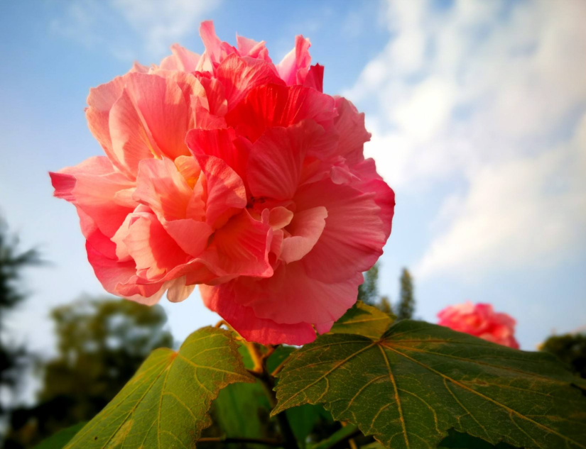 咏芙蓉花经典诗词大全（十首芙蓉花的诗词）