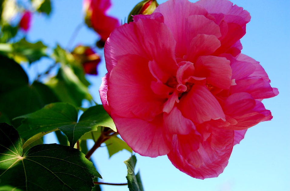 咏芙蓉花经典诗词大全（十首芙蓉花的诗词）