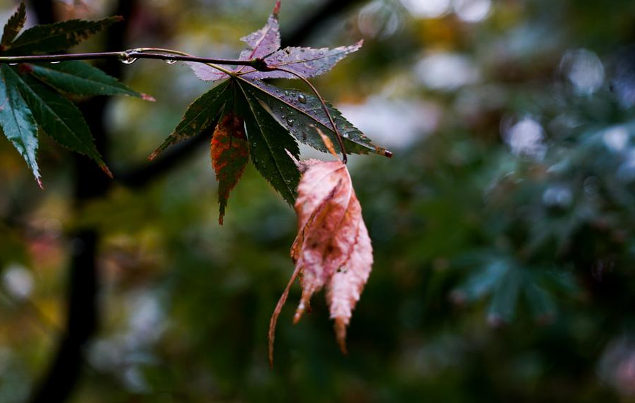 夜雨听秋，往事如烟（十首夜雨著名诗词）