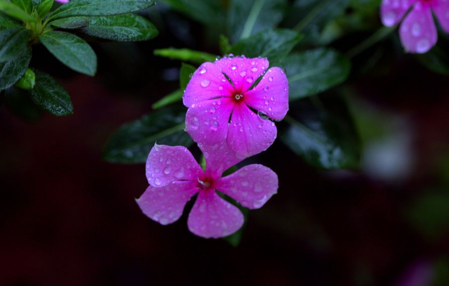 夜雨听秋，往事如烟（十首夜雨著名诗词）