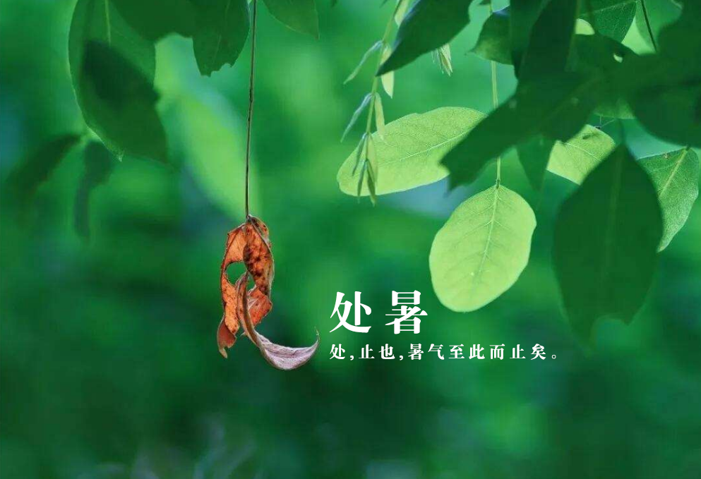 处暑经典诗词有哪些（十首处暑经典诗词）暑退