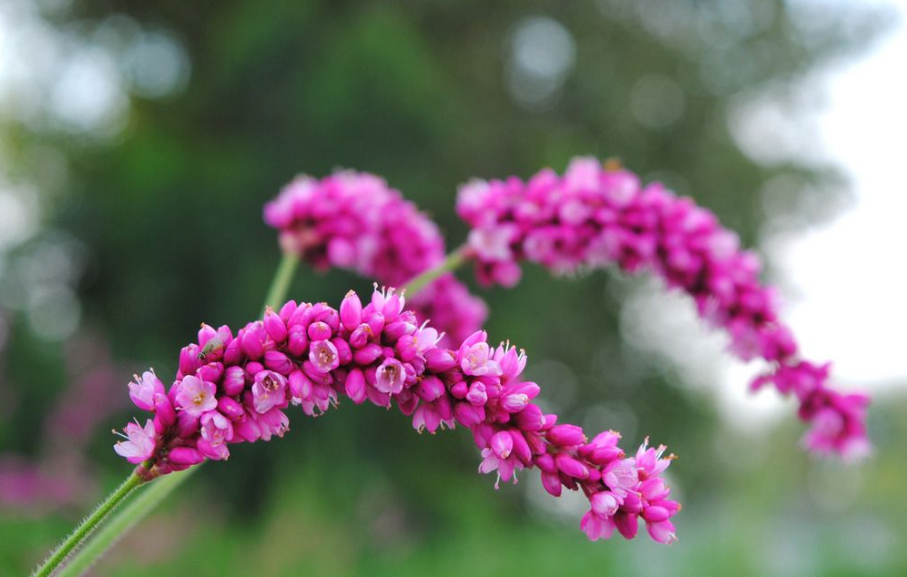 红蓼花经典诗词大全（12首关于红蓼花的古诗词）