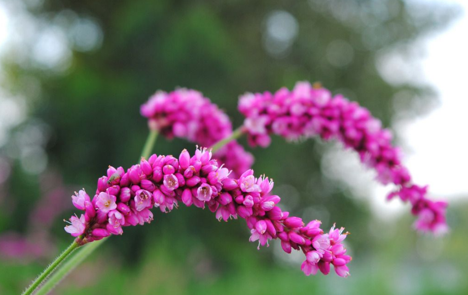 红蓼花经典诗词大全（12首关于红蓼花的古诗词）