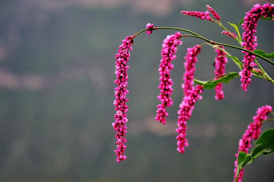 红蓼花经典诗词大全（12首关于红蓼花的古诗词）