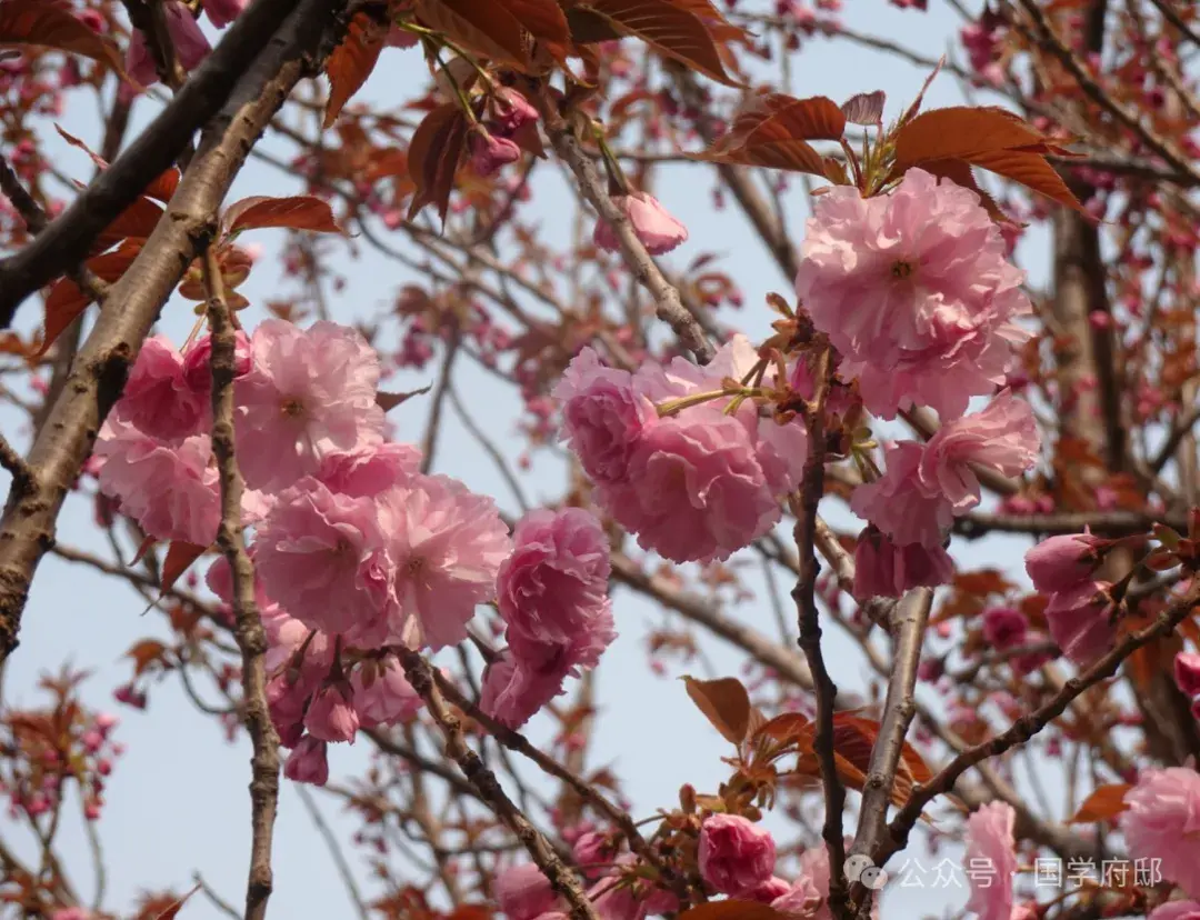 春游诗词古句大全（35首春游踏青诗词）