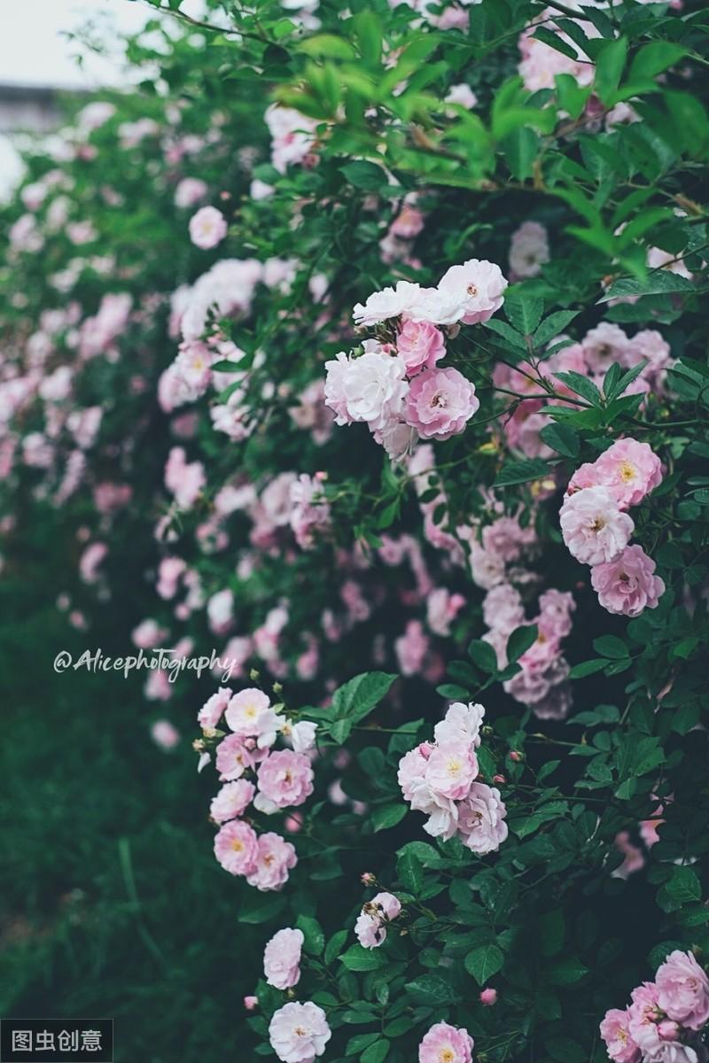 水国芒种后，梅天风雨凉（推荐5首芒种古诗经典）