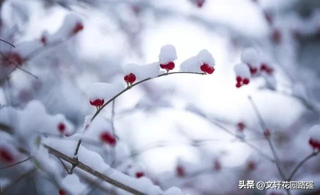 莫怪虹无影，如今小雪时（精选50首小雪诗词）