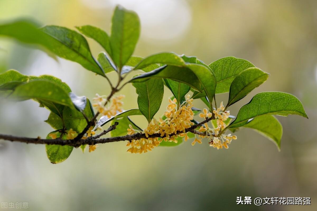 燕将明日去，秋向此时分（秋分诗词精选35首）