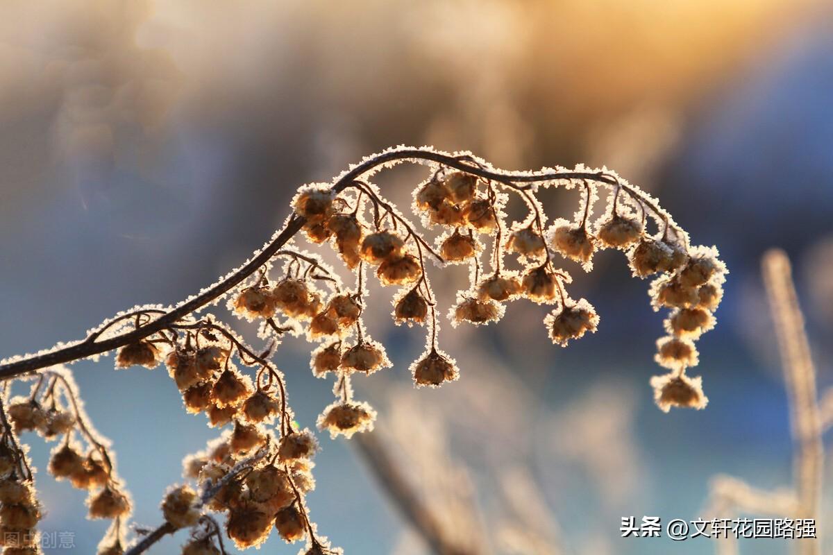 霜降鸿声切，秋深客思迷（霜降诗词精选50首）