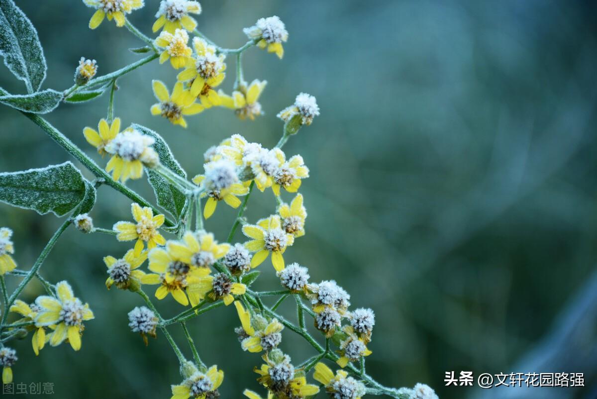 霜降鸿声切，秋深客思迷（霜降诗词精选50首）