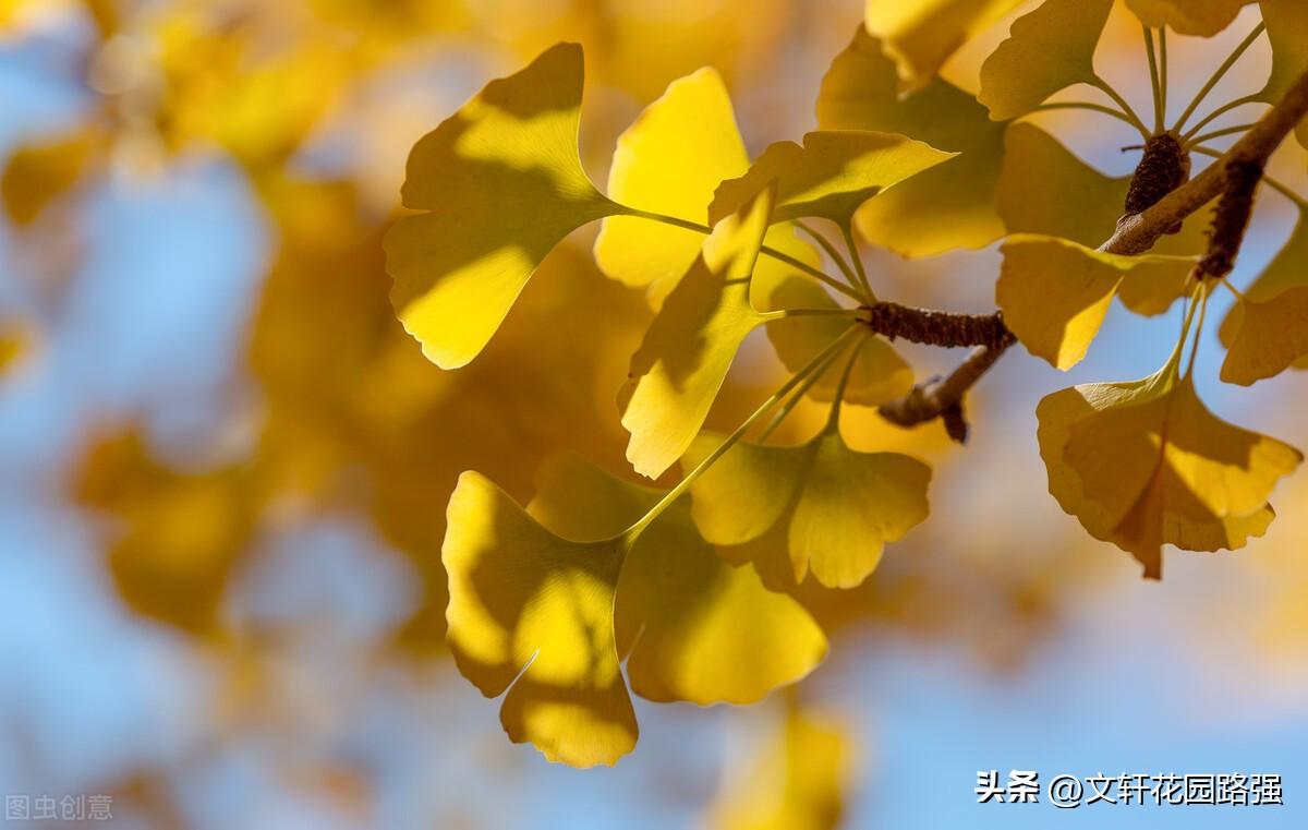 霜降鸿声切，秋深客思迷（霜降诗词精选50首）