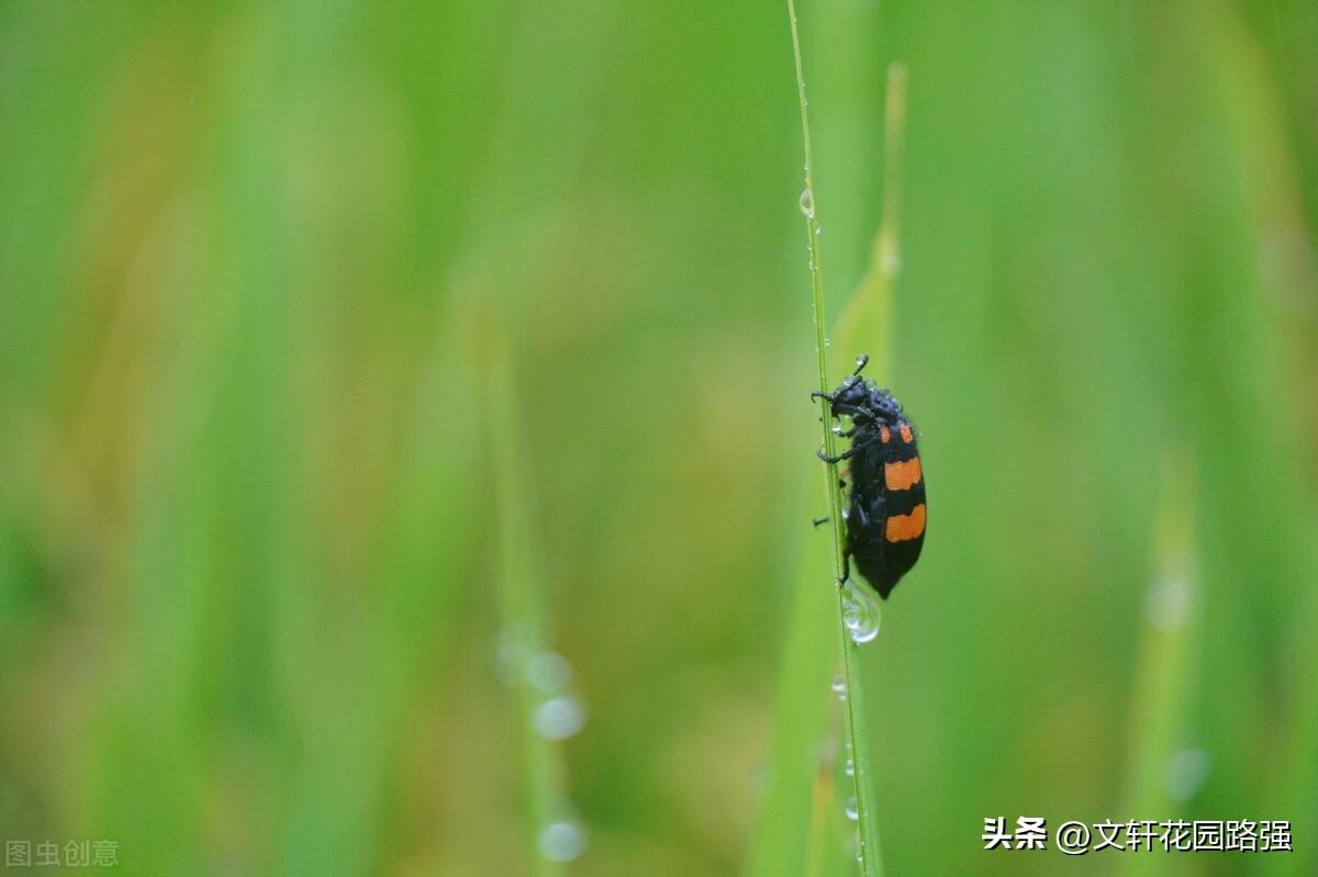 清风泛寒露，夜久气转凉（寒露诗词精选40首）