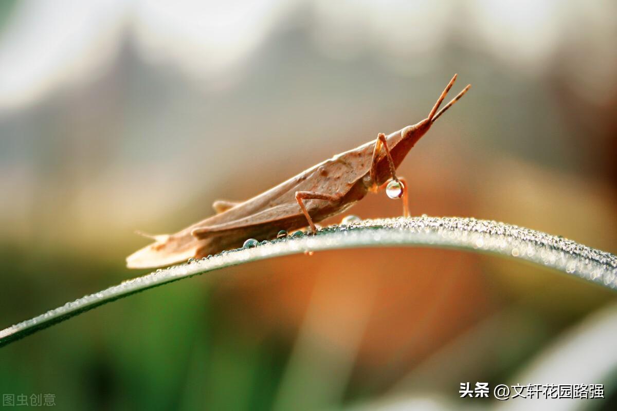 清风泛寒露，夜久气转凉（寒露诗词精选40首）