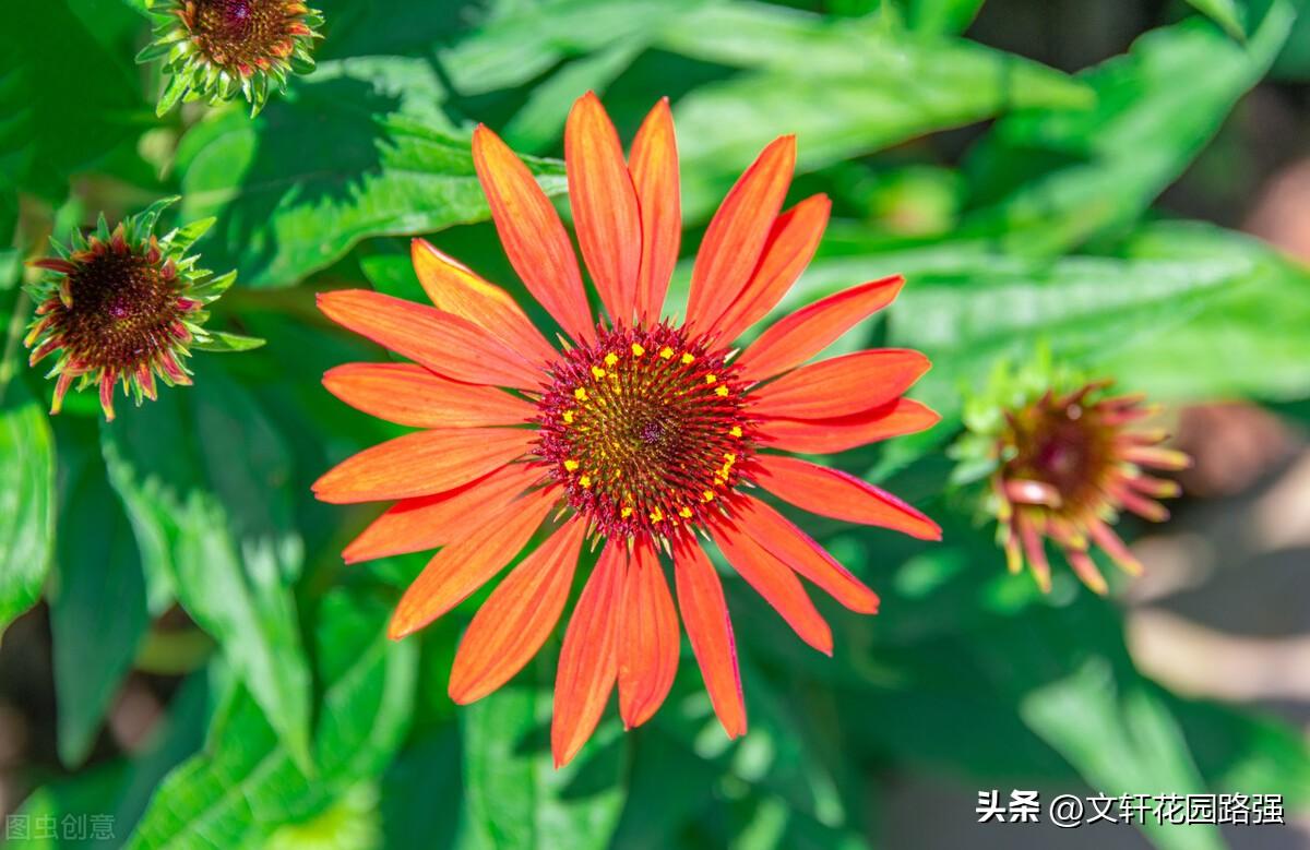 待到重阳日，还来就菊花（重阳节诗词精选80首）