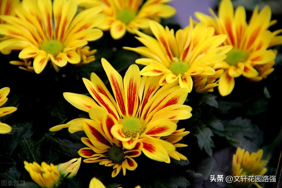 待到重阳日，还来就菊花（重阳节诗词精选80首）