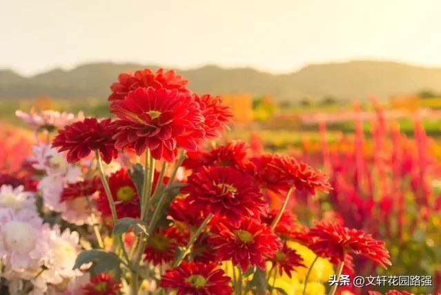 待到重阳日，还来就菊花（重阳节诗词精选80首）