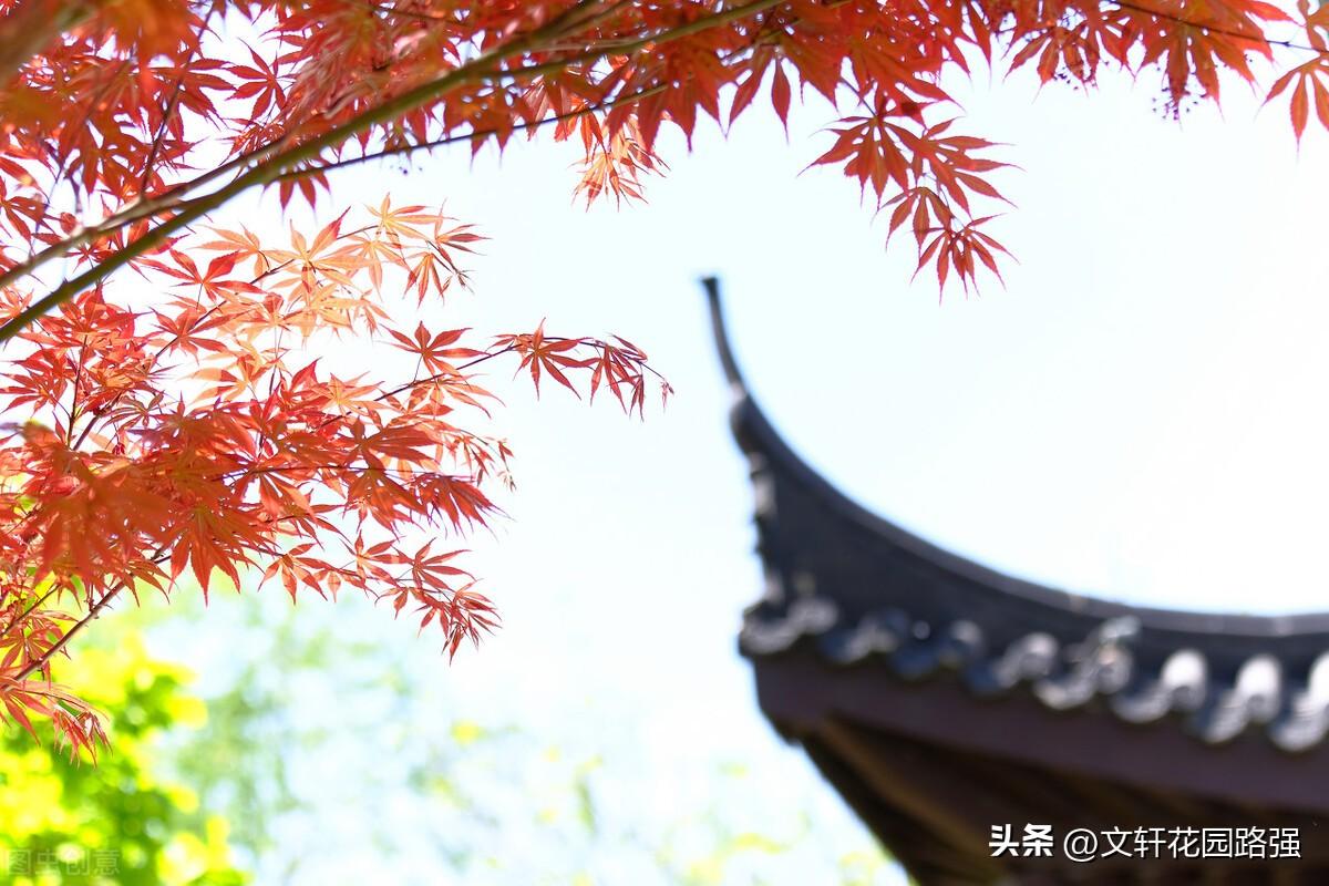 待到重阳日，还来就菊花（重阳节诗词精选80首）