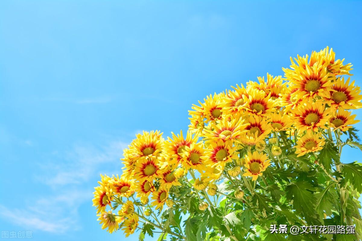 待到重阳日，还来就菊花（重阳节诗词精选80首）