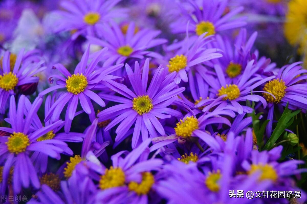 待到重阳日，还来就菊花（重阳节诗词精选80首）