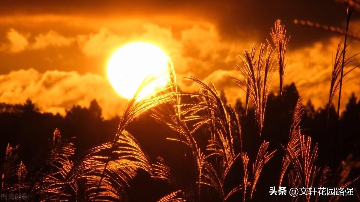 待到重阳日，还来就菊花（重阳节诗词精选80首）