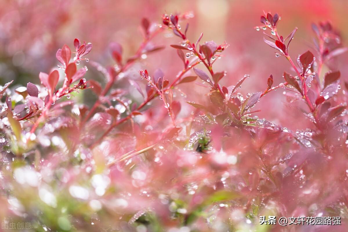 白露消磨暑，丹枫点画秋（白露诗词精选60首）