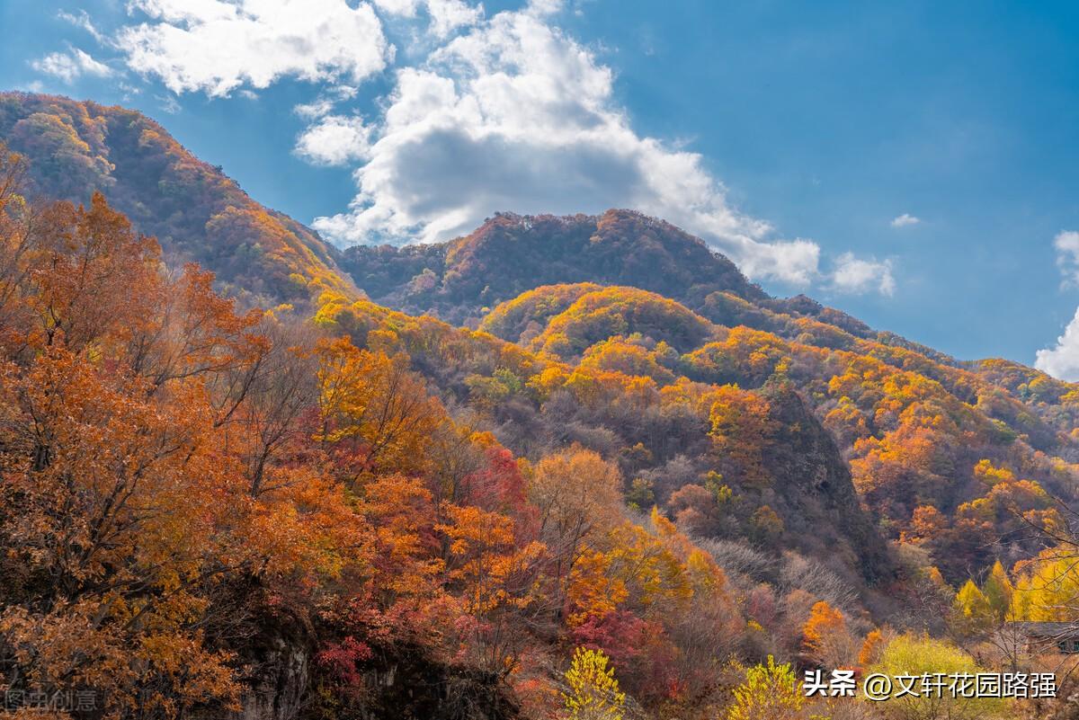 白露消磨暑，丹枫点画秋（白露诗词精选60首）