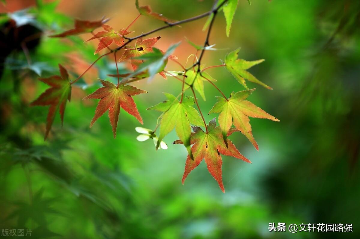 处暑诗词精选30首（天上双星合，人间处暑秋）