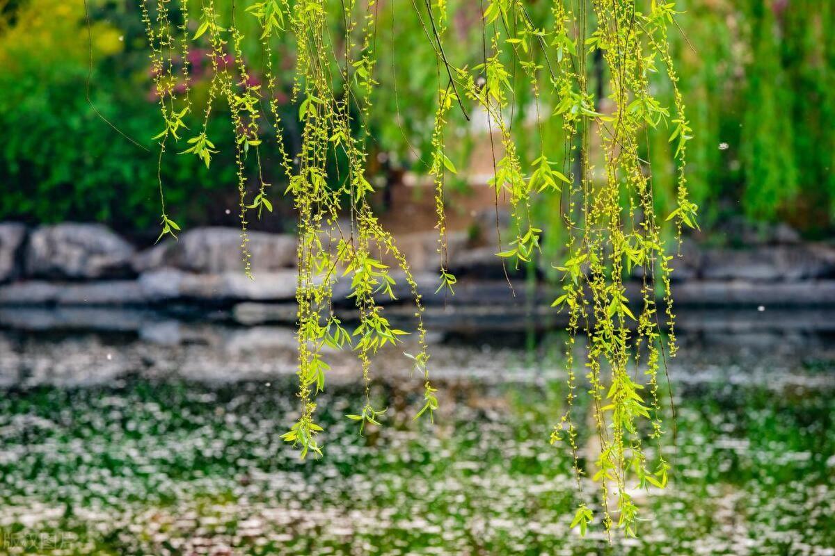 柳絮诗词名句大全（关于飞絮的诗句）