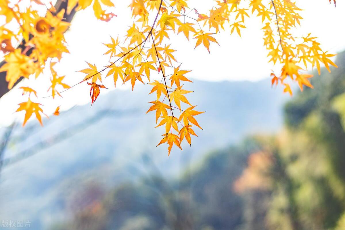 表达美好祝愿的古诗词（关于祝福的10句诗词）