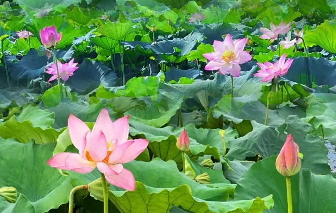 形容初夏的唯美诗句（10首夏天古诗词）